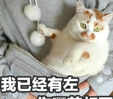 魔性表情包楼楼已抵达喵星球网友不应当你只是一只小猫咪