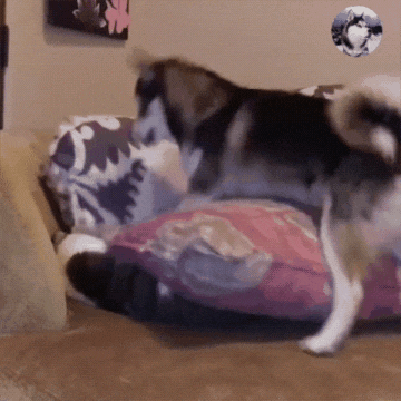 360_360gif 动态图 动图