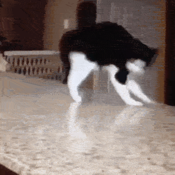 喵星人小怪癖,铲屎官们你们准备好接招了吗?