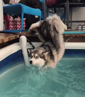 哈士奇意外跌落水, 面部表情狰狞, 一度怀疑自己的汪生!