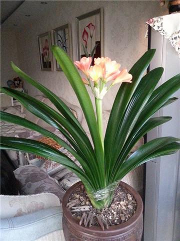 巧治君子兰断叶、烂根,让君子兰旺旺长、花艳
