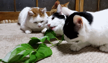 两只吸木天蓼上了头 的奶牛猫