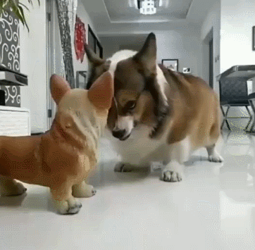 从没见过这么蠢的柯基,每天都要和假狗抢狗粮,看来是