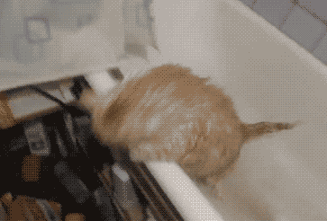 搞笑:对镜子劈叉,旁边的小狗表情亮了