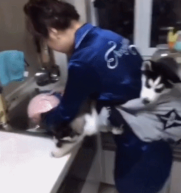 宠主背着小二哈洗碗,二哈:俺就是大爷!
