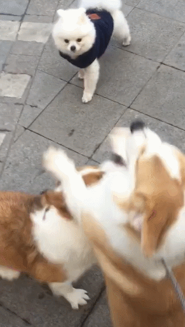 公狗吃醋老婆被搭讪,然而智商不够反被老婆胖揍,塑料