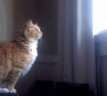 壁纸 动物 猫 猫咪 小猫 桌面 366_327 gif 动态图 动图