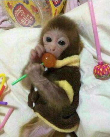 最小的猴子,拇指猴又叫狨猴