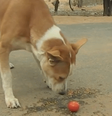 狗狗连吃十四个西红柿,饿得忘记酸的味道,令人心疼!