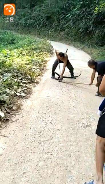 实拍: 2男子徒手怼3米长过山风(眼镜王蛇), 看的