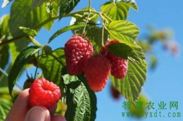 农产品 树莓营养价值这么高 树莓苗要到哪里买