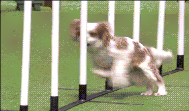 普通的跨栏动作大家看腻了吧,给大家表演个360°空翻转体跨栏