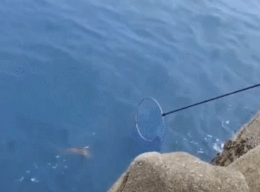 几名男子在海边礁石上钓鱼,一男子放鱼饵到水里不久就有鱼上钩了