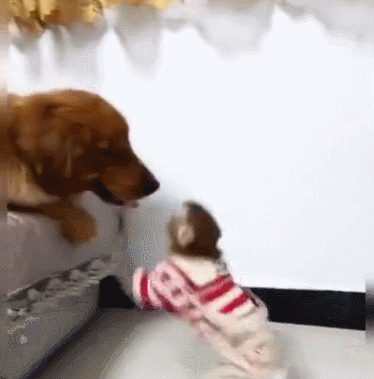 猴子挑衅狗狗权威,被狗狗当耍猴,直接选择无视