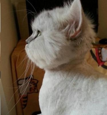 猫咪被强行剃毛后,对着镜子十分钟不动,表情委屈郁闷到不行!