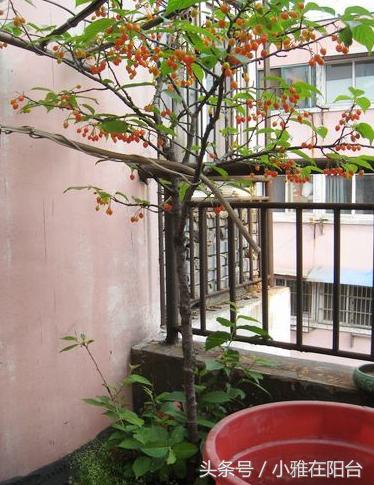 盆栽樱桃怎么种?一个小方法,种下就活,结果量