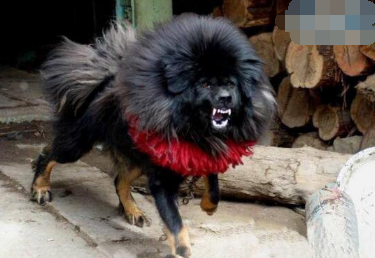 全世界仅有的鬼脸獒王,无人敢靠近(藏獒之王)