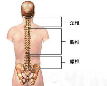 我颈椎痛,脊椎,后背痛,腰椎和腰椎下面的骨头都痛