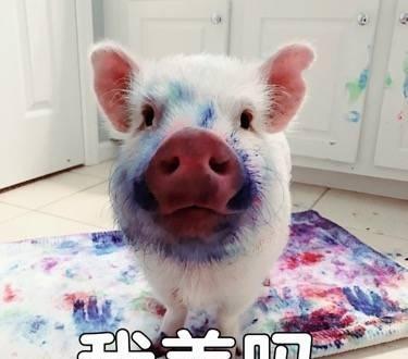 超萌小猪表情包 快来领养