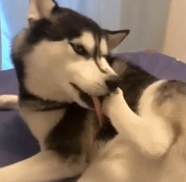 狗狗打架靠的是气势和经验,唯独哈士奇是用表情在战斗