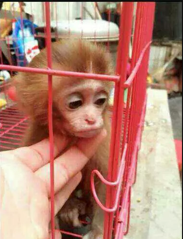 正规养殖场的猴子多少钱一只，袖珍猴多少钱一只，石猴繁殖基地
