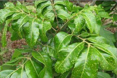 龙眼树的瘿螨有什么危害?龙眼树的瘿螨如何防