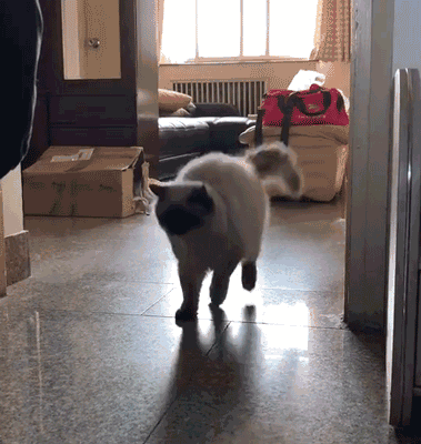 壁纸 动物 狗 狗狗 379_400 gif 动态图 动图