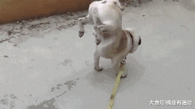 狗狗有洁癖是一种什么样的体验? 主人: 就差会自己铲屎了!