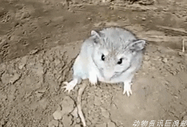 史上最牛的"钉子户 刀架在脖子上也不肯走 厉害了我的老鼠