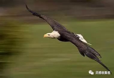 鹰的重生,给予的启示!