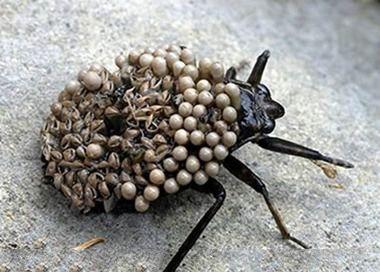 地球上10大最怪异的昆虫,第一艳丽无比,第六守株待兔的高手