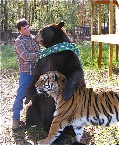 任性的俄罗斯人，熊在俄罗斯的生活