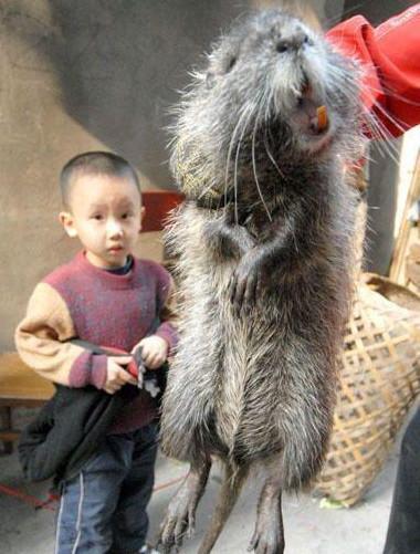 农村大爷发现竹筐里露出了黑尾巴, 打开一看, 老鼠竟然比猫还大