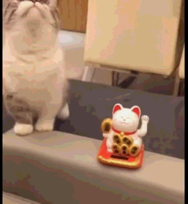 猫咪遇见招财猫表示不服气,猫咪:朕才是真正的招财猫!