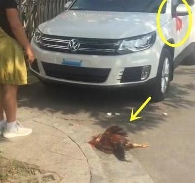 大妈新提辆大众途观，在车前鞠躬，地上的大公鸡，真让人难以理解