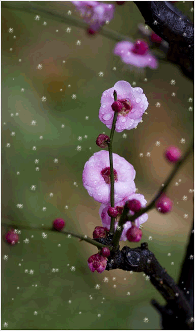 壁纸 花 桌面 383_650 竖版 竖屏 手机 gif 动态图 动图