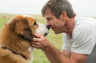 一条狗的使命经典台词,句句感人肺腑