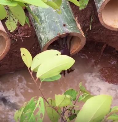 用竹子造捕鱼陷阱放在河里,第二天看到惊喜一