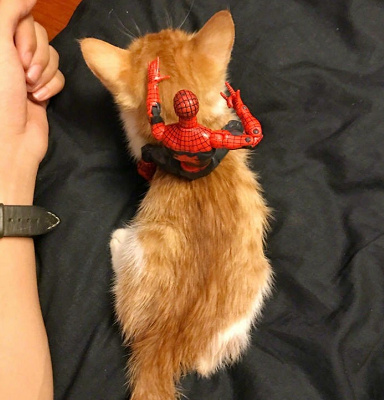 易烊千玺又晒猫了!猫的来历、名字引热议,