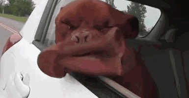 壁纸 动物 狗 狗狗 385_201 gif 动态图 动图