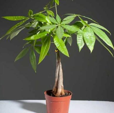 家里养花别瞎养！这6种花旺财又养人，而这2种花是大忌