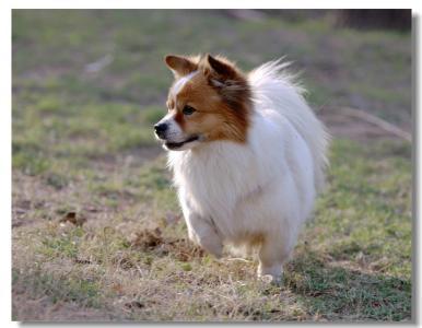 世界名犬——蝴蝶犬(papillon)