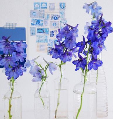 客厅摆放这些花,绣球花飞燕草银叶菊花语盘点