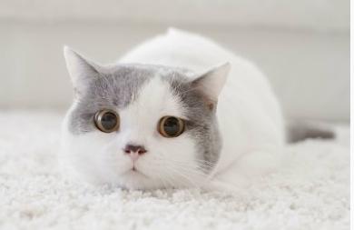 猫咪上完厕所就像疯了一样跑出猫砂盆,原因竟