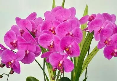春节摆花有讲究，这几种花卉有着浓浓的祝福！