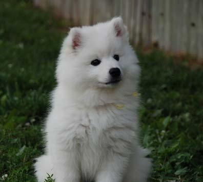 关于宠物狗,那些你不知道的故事