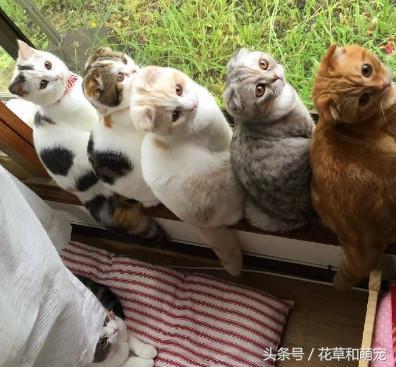 一群猫咪天天早上都要在窗口晒太阳,起来晚了还没有