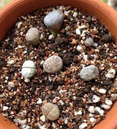 不用买营养土,花盆里放这几样中的任一一样废