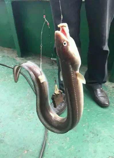 鲜精品|枸杞岛虽小，却藏着绝世美味:沙鳗