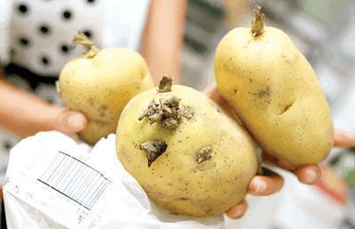 人们常说发了芽的土豆有毒不能吃是真的吗?